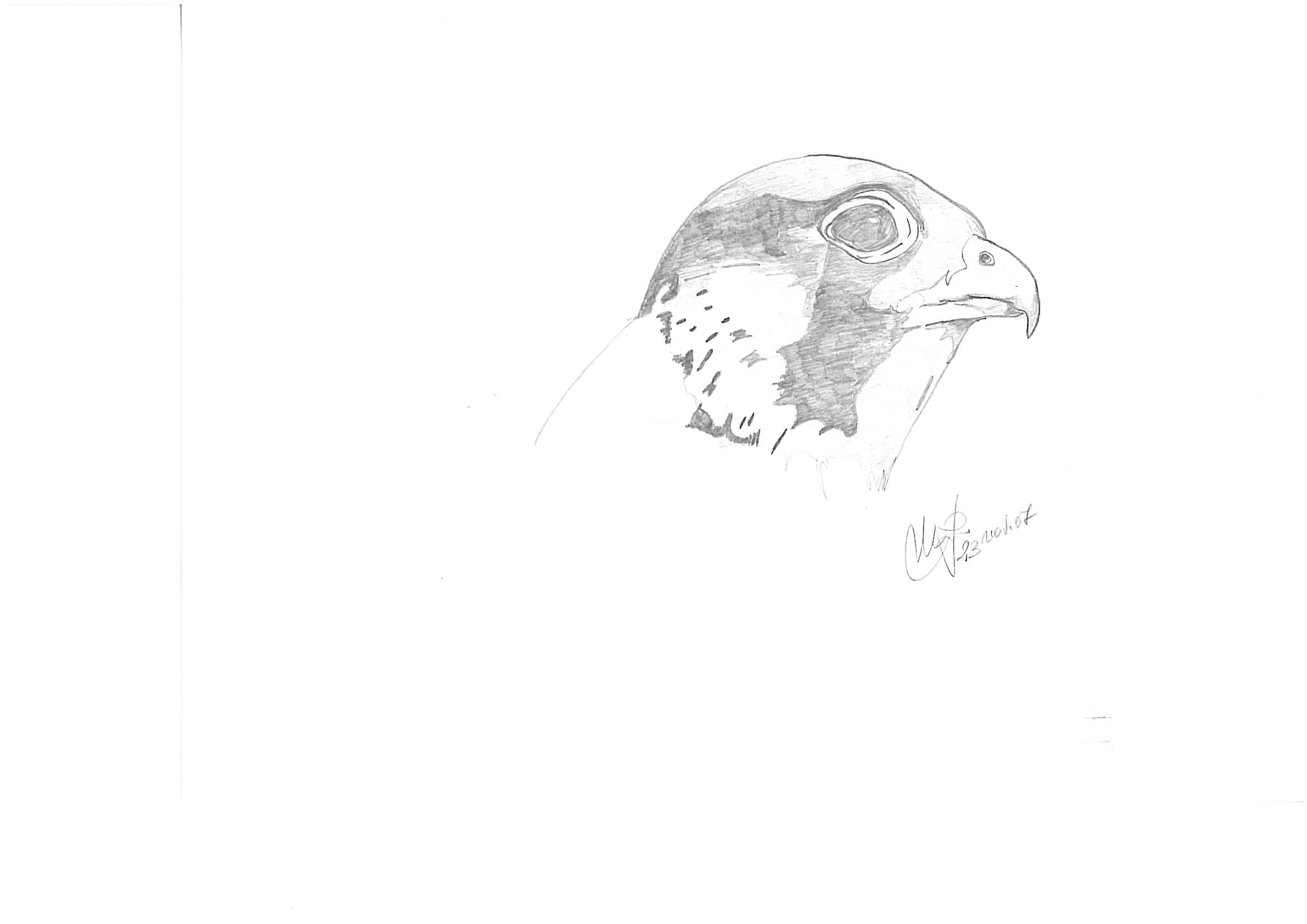 Disegnare gli uccelli - Prima lezione